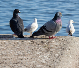 Dark blue and gray pigeons, stone rock in late summer, turquoise blue water in the background, evening sun, without people, friendship of animals