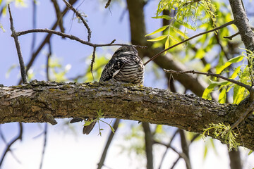 Common Nighthawk (Chordeiles minor) resting on a branch. Natural scene from Wisconsin.