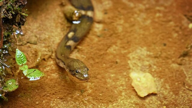 Boulenger's keelback (Fowlea or Xenochrophis asperrima) or Sri Lankan keelback,water snake in Colubridae. endemic to Sri Lanka, hunting and fishing in small pond in Sinharaja, hunted fish in the end.