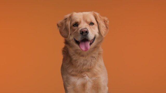 cute little golden retriever sticking out tongue while sitting on orange background, panting