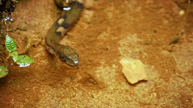 Boulenger's keelback (Fowlea or Xenochrophis asperrima) or Sri Lankan keelback,water snake in Colubridae. endemic to Sri Lanka, hunting and fishing in small pond in Sinharaja, hunted fish in the end.