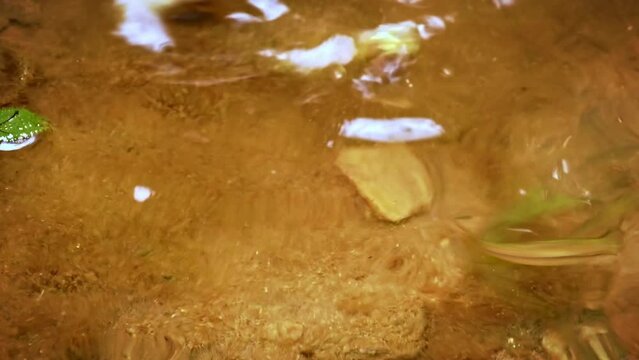 Boulenger's keelback (Fowlea or Xenochrophis asperrima) or Sri Lankan keelback,water snake in Colubridae. endemic to Sri Lanka, hunting and fishing in small pond in Sinharaja, hunted fish in the end.