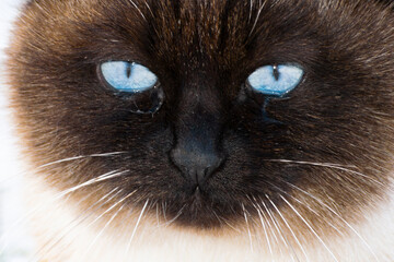 watery eyes of a Siamese cat