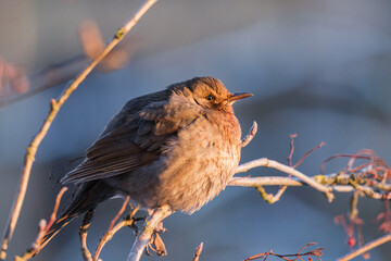 Black Thrush in winter on a tree branch