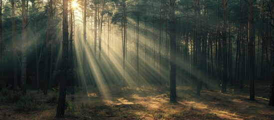Old photo of pine forest landscape with sun rays