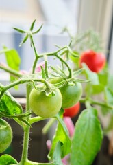 Growing cherry tomatoes in pots with soil on the glazed balcony of a multi-story building. Vegetable garden on the windowsill