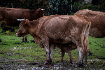 Galician wild cow