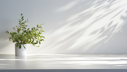 shadow from a window on a white wall with a flower. mockup for product demonstration, presentation design.