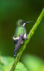 Captured in the vibrant landscapes of Costa Rica, this professional shot showcases the exquisite beauty of a hummingbird in its natural habitat. A mesmerizing blend of colors and precision, this photo