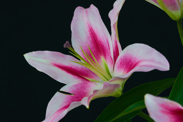 Fototapeta na wymiar lily flower growing on a black background