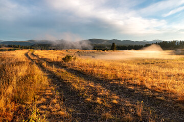 Fototapeta premium Path Through Golden Cattle Field