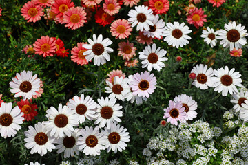 A close-up photo for background material of flowers blooming in a spring flower bed