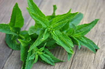 fresh mint leaves on wooden table