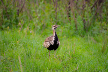 pretty specimen of Red-crested Korhaan walking in the savannah in South Africa