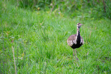 pretty specimen of Red-crested Korhaan walking in the savannah in South Africa