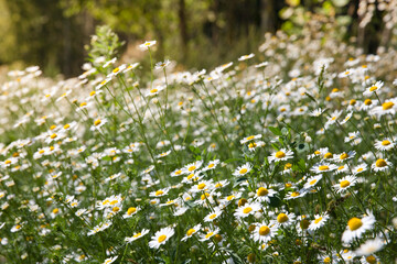 Meadow of white Chamomile flowers in the morning sun close up. Herbal medicine.