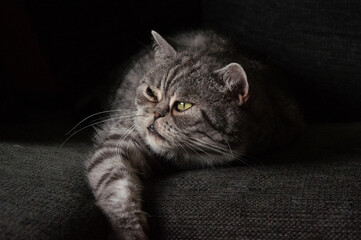 Portrait of an adult gray cat. Close up, dark background