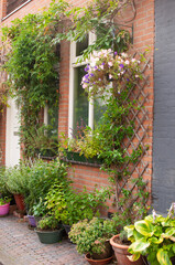 Fototapeta na wymiar The Dutch facade of the house is decorated with potted plants and climbing plants