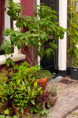 The Dutch facade of the house is decorated with potted plants and climbing plants