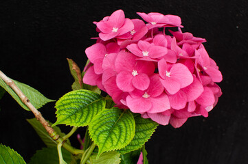 Large pink hydrangea flower close up on a black background