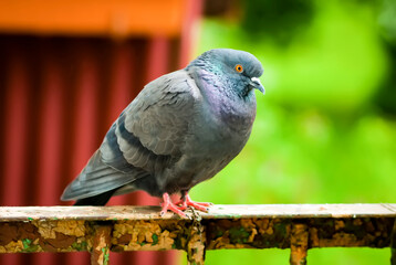 Pigeon bird on the old balcony railing.
