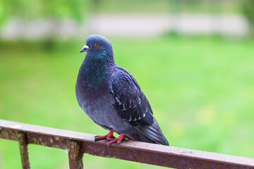 Pigeon bird on the old balcony railing.
