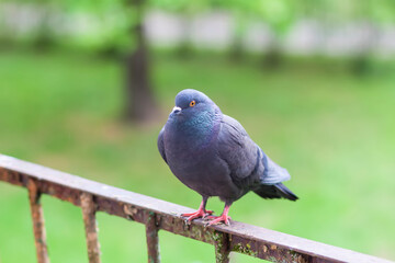 Pigeon bird on the old balcony railing.