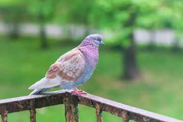 Pigeon bird on the old balcony railing.