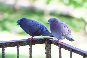 Obraz premium Pigeon birds sitting on the balcony railing.