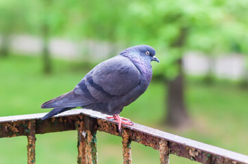 Pigeon bird on the old balcony railing.