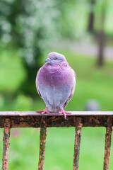 Pigeon bird on the old balcony railing.