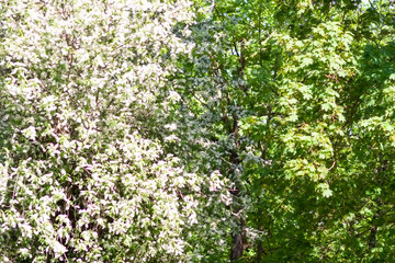 Fototapeta na wymiar White bird cherry tree white fragrant flowers blossom.