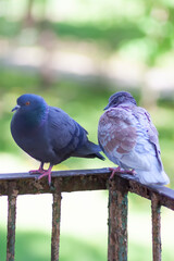 Naklejka premium Pigeon birds sitting on the balcony railing.