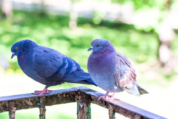 Pigeon birds sitting on the balcony railing.