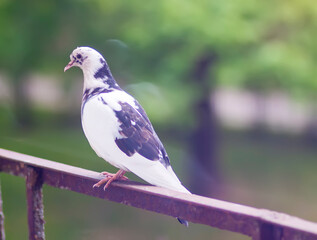 Pigeon bird on the old balcony railing.