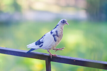 Pigeon bird on the old balcony railing.