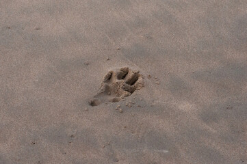 Dog single paw print in beach sand , copy space