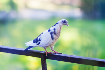 Pigeon bird on the old balcony railing.