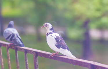 Pigeon birds sitting on the balcony railing.