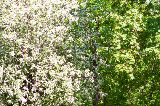 White bird cherry tree white fragrant flowers blossom.