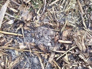 Remains of burnt banana leaves on the ground