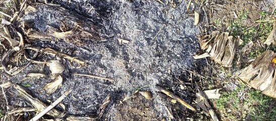 Remains of burnt banana leaves on the ground