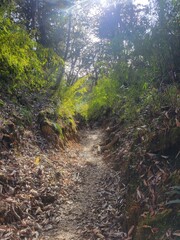 Beautiful forest hiking trail, annapurna conservation area Nepal