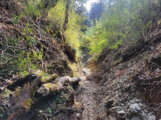 Naklejka na ściany i meble Beautiful forest hiking trail, annapurna conservation area Nepal