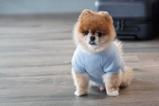 little puppy dog Pomeranian blue jumper sweatshirt fluffy pet love Chiba Fox Teddy Bear Stuff Toys