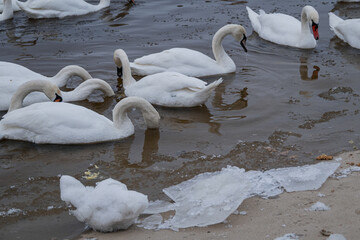 Kyiv, Ukraine - January 11, 2024. Many ducks and swans sit on the frozen river. the temperature is...