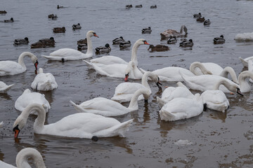 Kyiv, Ukraine - January 11, 2024. Many ducks and swans sit on the frozen river. the temperature is...