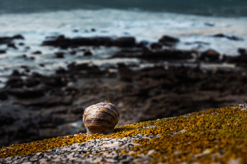 Coastal Solitude: A Snail's Seaside Journey