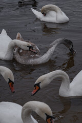 Obraz premium Kyiv, Ukraine - January 11, 2024. Many ducks and swans sit on the frozen river. the temperature is below zero in the yard, the ducks are sitting near the shore and on the shore.