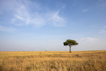 picturesque African landscape; Masai Mara reserve Kenya